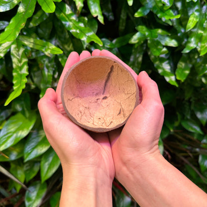 inside of coconut bowl small smoothed