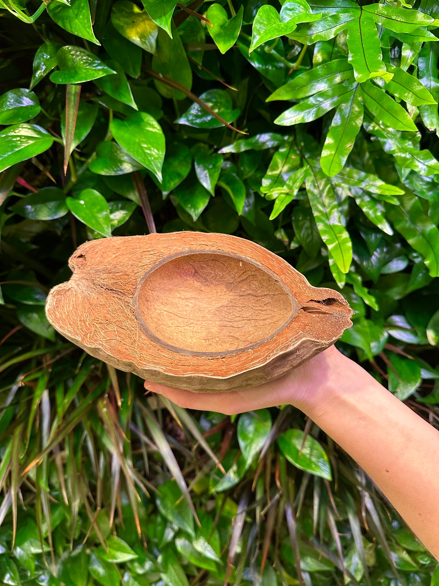 coconut bowl with outer husk shell holllow with hand