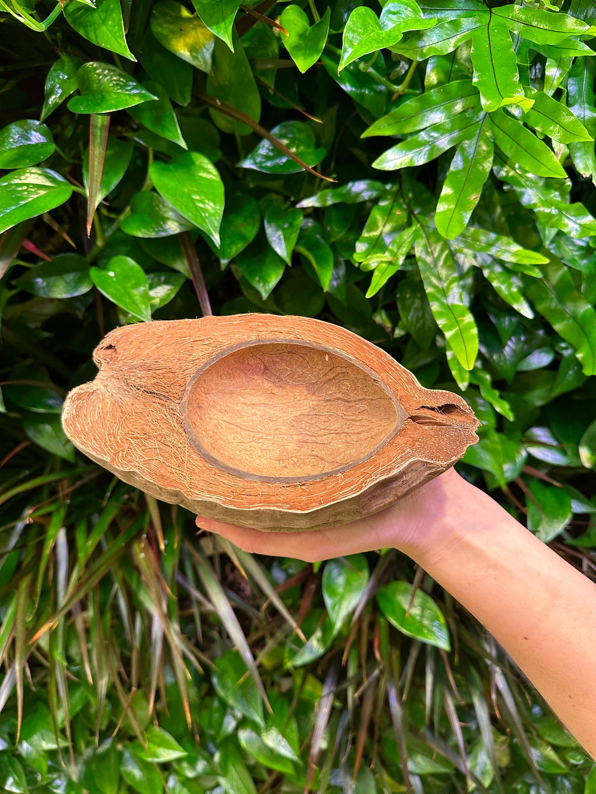 coconut half shell inside outer husk with fiber