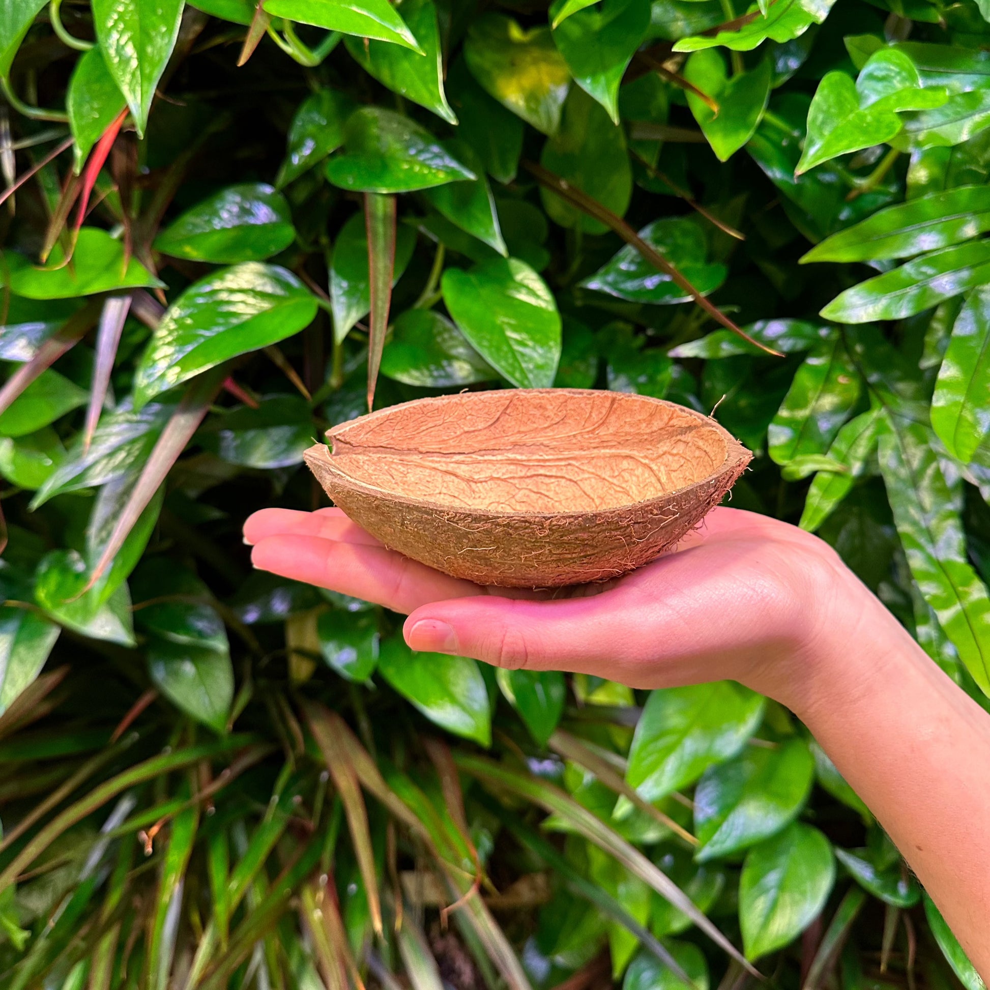 coconut shell with fiber with hand and fiber