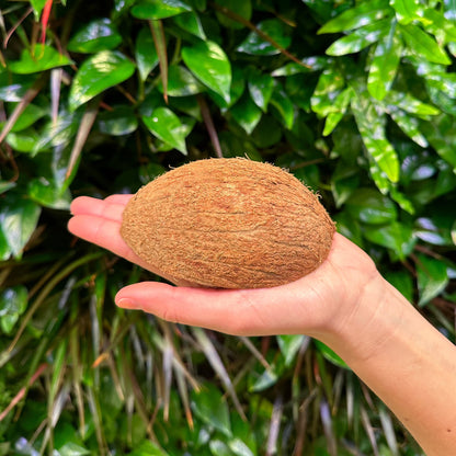bottom of coconut half with hair and fiber on hand