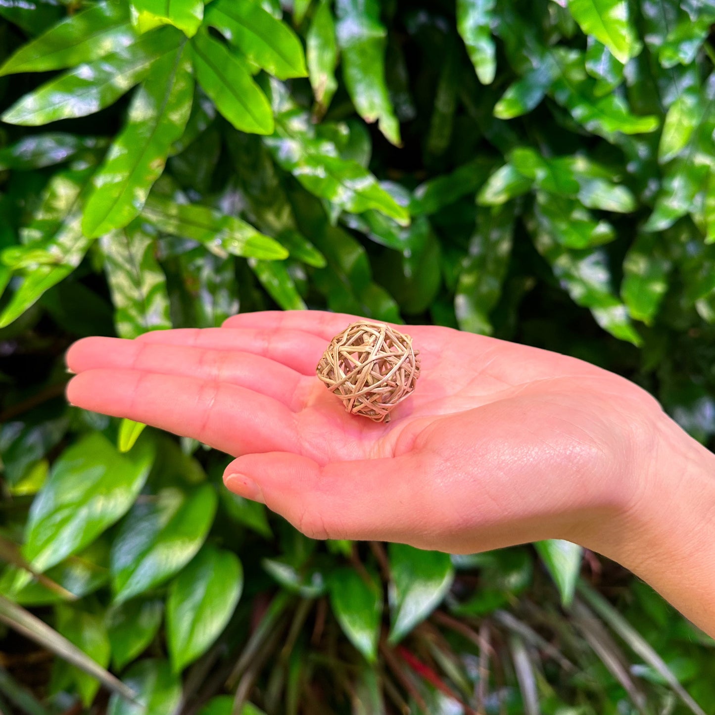 small 1" vine ball on hand for scale