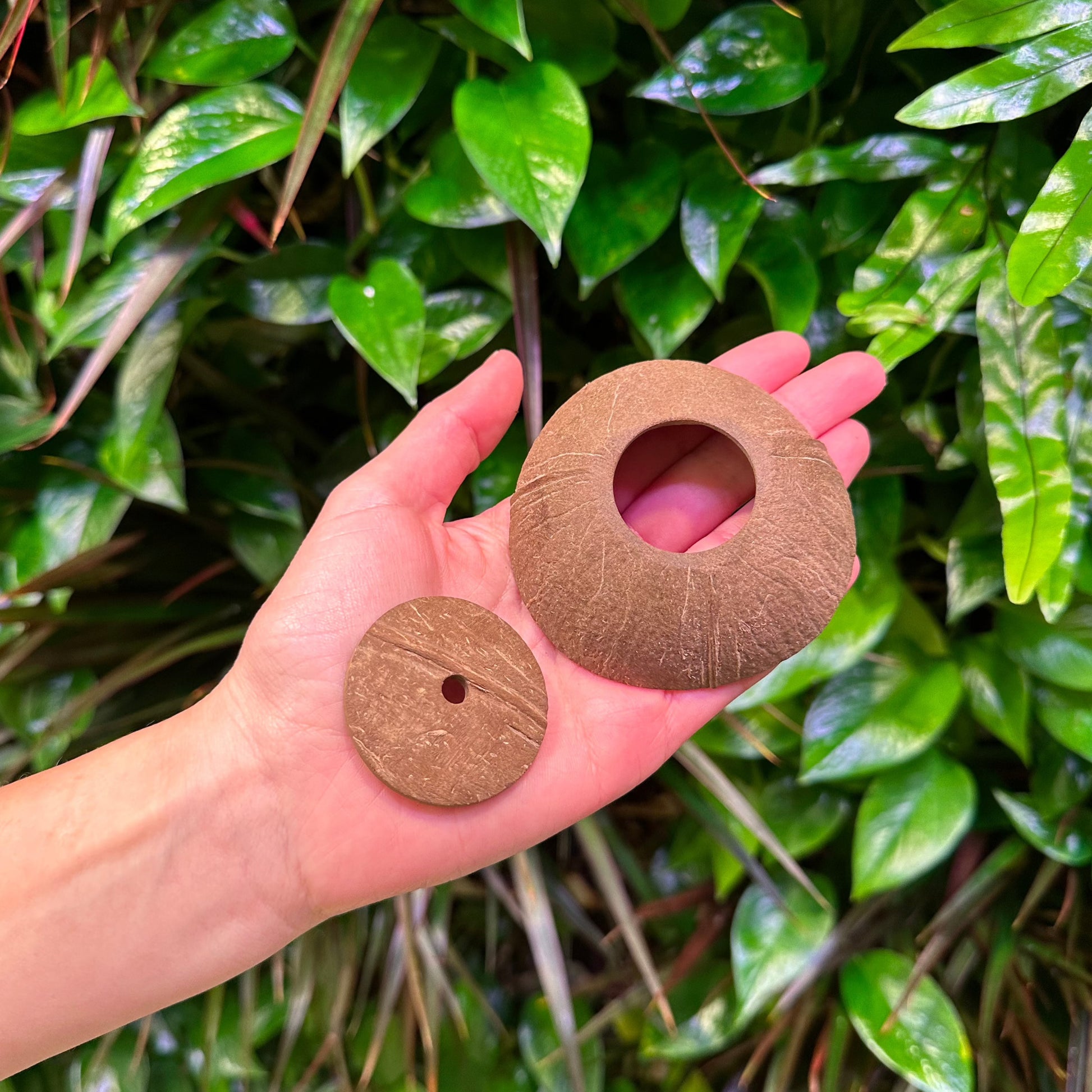 large and small coconut shell disks