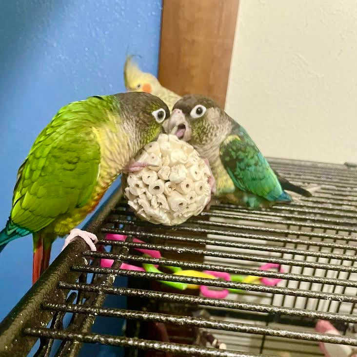 Birds Playing with Sola Atta Ball